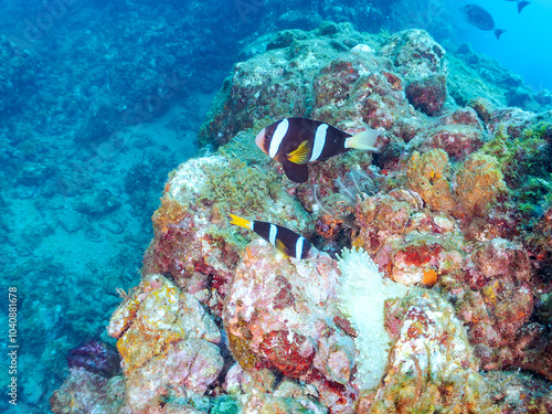 美しいイソギンチャク畑の可愛いクマノミ（クマノミ亜科）のペア他。 英名、学名：Yellowtail clownfish (Amphiprion clarkii) 静岡県伊豆半島賀茂郡南伊豆町中木ヒリゾ浜2024年 