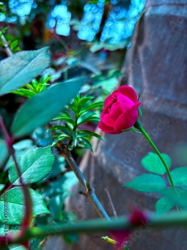 red rose in water