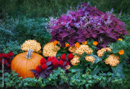 Pumpkin with celosia, marigold, coleus, and ivy in garden