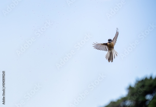 A beautiful fantail flying with wings wide open and aerial feeding on small insects in the air. photo