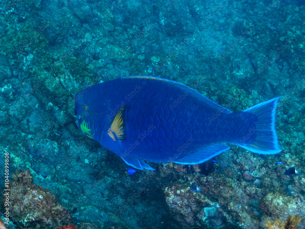 Fototapeta premium 大きく美しいアオブダイ（ブダイ科）他。 英名、学名：Knobsnout Parrotfish (Scarus ovifrons) 静岡県伊豆半島賀茂郡南伊豆町中木ヒリゾ浜-2024年 