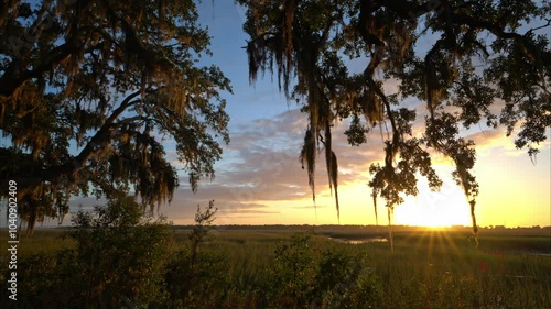 Suttle sunset with Spanish moss 60fps  photo