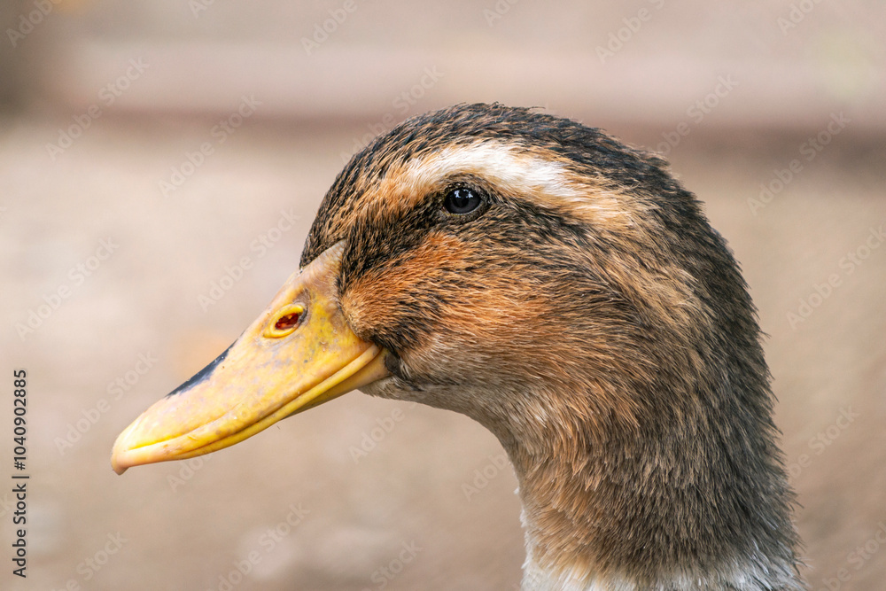 We see in the foreground the image of a beautiful free-range or domestic duck, with its brownish plumage, it seems to be posing for the camera.
We see in the foreground the image of a beautiful free-range or domestic duck, with its brownish plumage, it seems to be posing for the camera.
