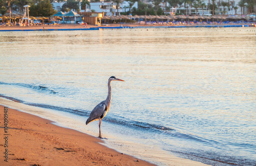 Gray heron fishing on the beach of the Red Sea. Naama Bay beach, Sharm El Sheikh, Egypt photo