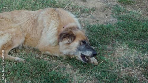 Big fluffy dog is lying on the ground chewing a bone with its eyes closed in contentment. The dog has a thick coat of fur and is mostly tan in colord photo