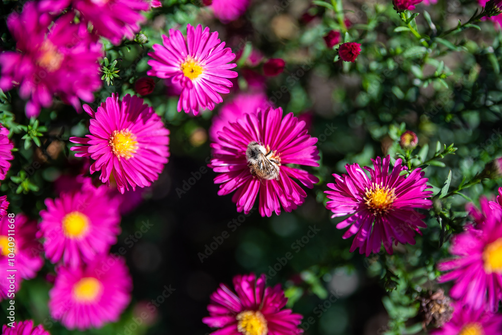 Bumblebee pollinating shrub aster Jenny Bumblebee pollinating shrub aster Jenny