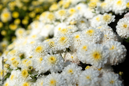 chrysanthemum multiflora Brandove White on flower bed photo