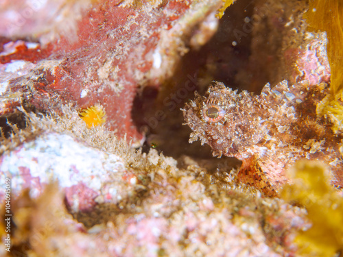 美しいコクチフサカサゴ（フサカサゴ科）。
英名、学名：Spotbelly rockfish, Scorpionfish, Scorpaena miostoma
静岡県伊豆半島賀茂郡南伊豆町中木ヒリゾ浜-2024年
 photo