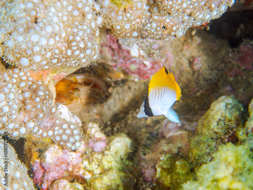 美しいトゲチョウチョウウオ（チョウチョウウオ科）の幼魚の群れ他。
英名、学名：Threadfin Butterflyfish, Chaetodon Auriga
透明で美しいフトユビシャコ（フトユビシャコ科）の幼体。
英名、学名：Mantis shrimp, Gonodactylus chiragra
静岡県伊豆半島賀茂郡南伊豆町中木ヒリゾ浜-2024年
 photo