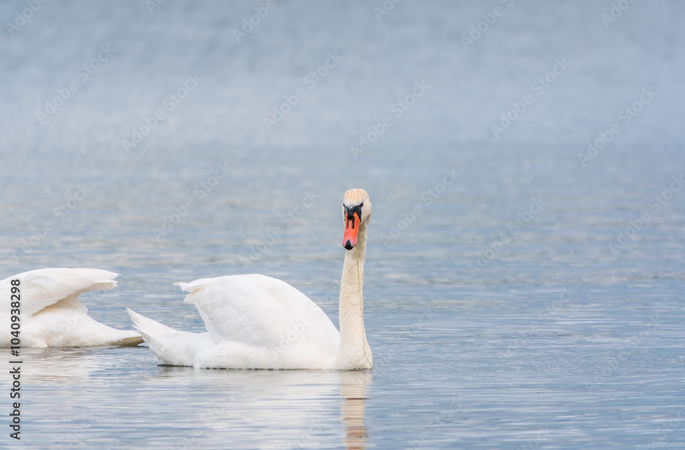 Two Graceful white Swans swimming in the lake, swans in the wild Two Graceful white Swans swimming in the lake, swans in the wild