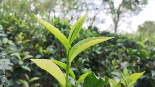 Natural Tea tree branch Close-up