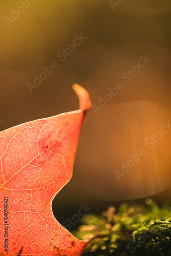 Close up of a leaf in the fall in Canada