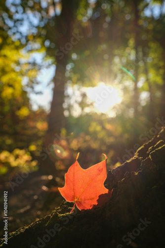 Close up of a red leaf with a fall background