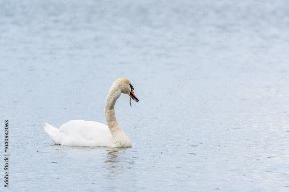 Graceful white Swan swimming in the lake, swans in the wild. Portrait of a white swan swimming on a lake. Graceful white Swan swimming in the lake, swans in the wild. Portrait of a white swan swimming on a lake.