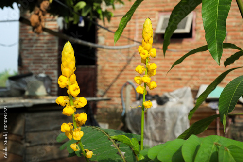 Portrait of two yellow Senna Alata (Ketepeng Cina) with blurred background photo