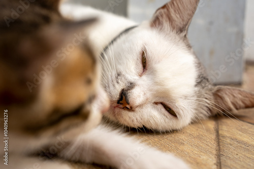 Heartwarming close-up image of a white cat resting while looking affectionately at her kittens.showing the tender bond between mother and kittens photo