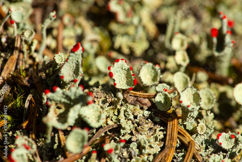 Red apothecia of a pyxie-cup lichen in New Hampshire. photo