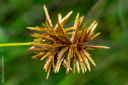 Bunchy sedge flowers with flat spikelets in Vernon, Connecticut. photo