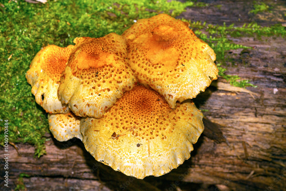 Orange mushrooms on log at Mt. Kearsarge in New Hampshire. Orange mushrooms on log at Mt. Kearsarge in New Hampshire.