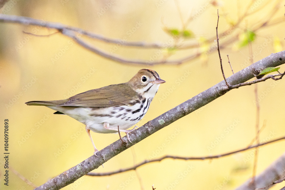 A shy and beautiful ovenbird (Seiurus aurocapilla), a small bird that is hard to spot as it hops around in the bushes or walks in the leaf litter in deep shade. A shy and beautiful ovenbird (Seiurus aurocapilla), a small bird that is hard to spot as it hops around in the bushes or walks in the leaf litter in deep shade.