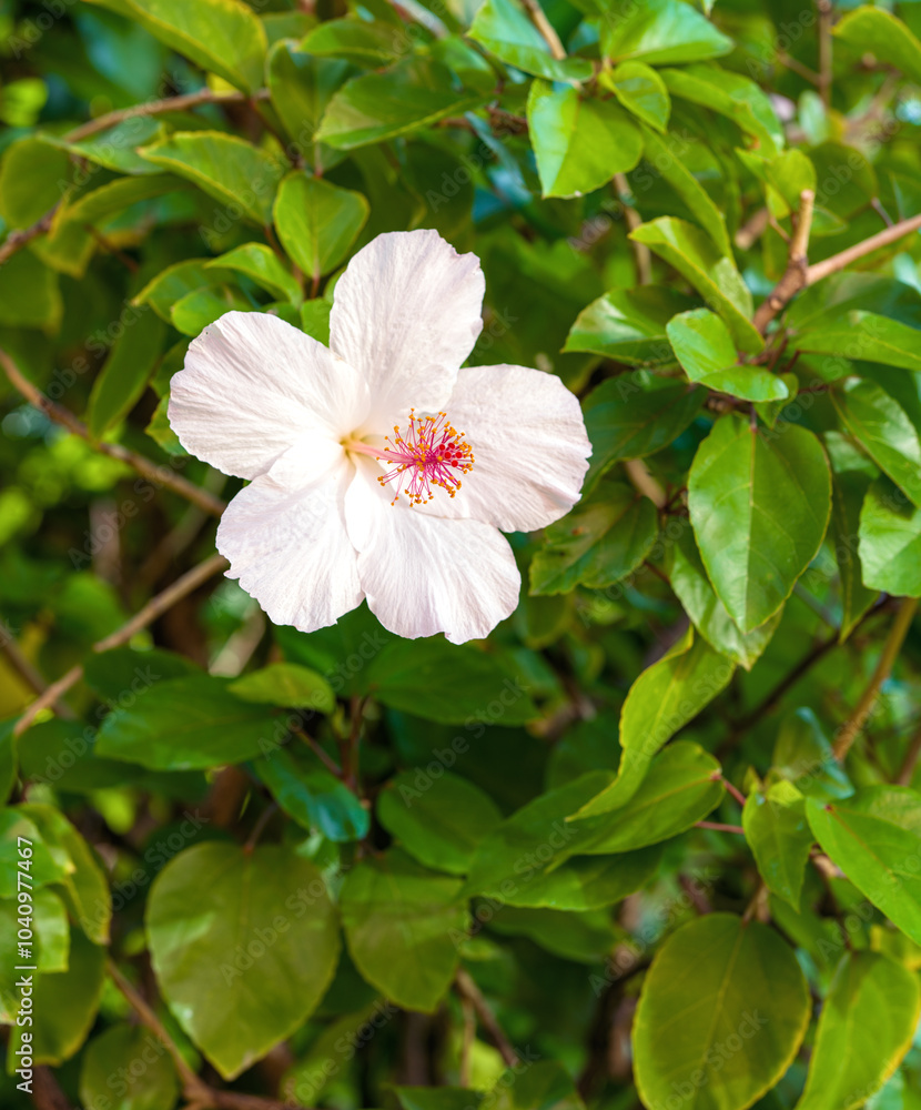 White, Yellow, and Red Hibiscus Blossom on a Green Leaf Background in Waikiki, Hawaii. White, Yellow, and Red Hibiscus Blossom on a Green Leaf Background in Waikiki, Hawaii.