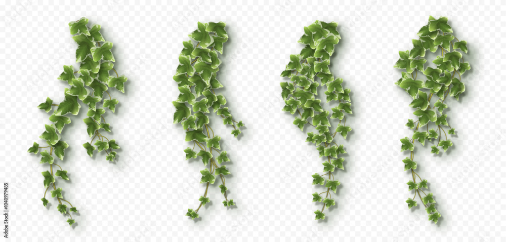 Ivy vines with lush green leaves. Hedera trailing branches isolated on a grey background. Vector illustration. Ivy vines with lush green leaves. Hedera trailing branches isolated on a grey background. Vector illustration.
