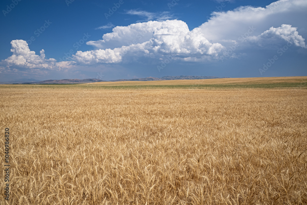 Ripe Wheat Field With Dramatic Clouds On The Horizon Ripe Wheat Field With Dramatic Clouds On The Horizon