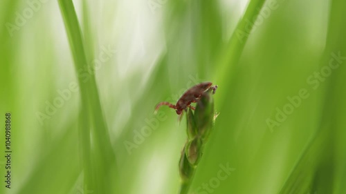 Tick Crawling A Blade Of Grass. Parasite Potentially Carrying Dangerous Diseases. Dangerous Encephalitis Parasite Tick In Wild. photo