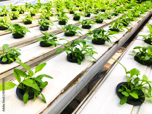 Hydroponic system of young and fresh vegetables spinach growing garden hydroponic agricultural plants on water without soil for health food photo