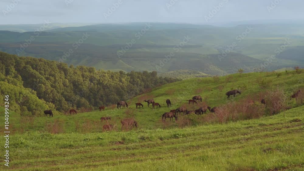 Horses in the field, horses grazing, horses in nature, a herd of horses Horses in the field, horses grazing, horses in nature, a herd of horses