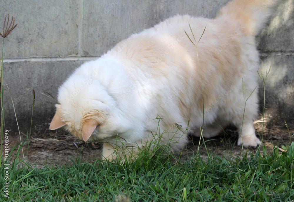 Red flame point ragdoll cat playing in grass in front of a brick wall Red flame point ragdoll cat playing in grass in front of a brick wall