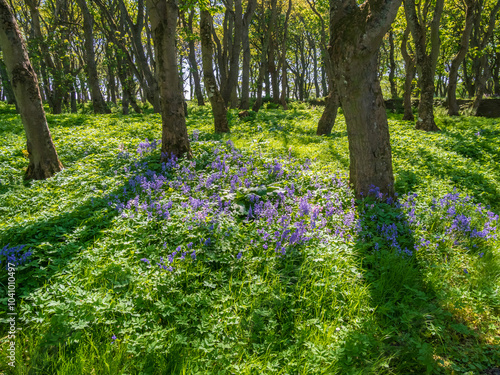Bluebells in the Forest