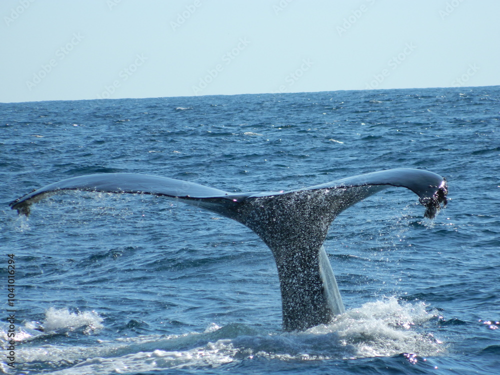 Obraz premium Whale tail 