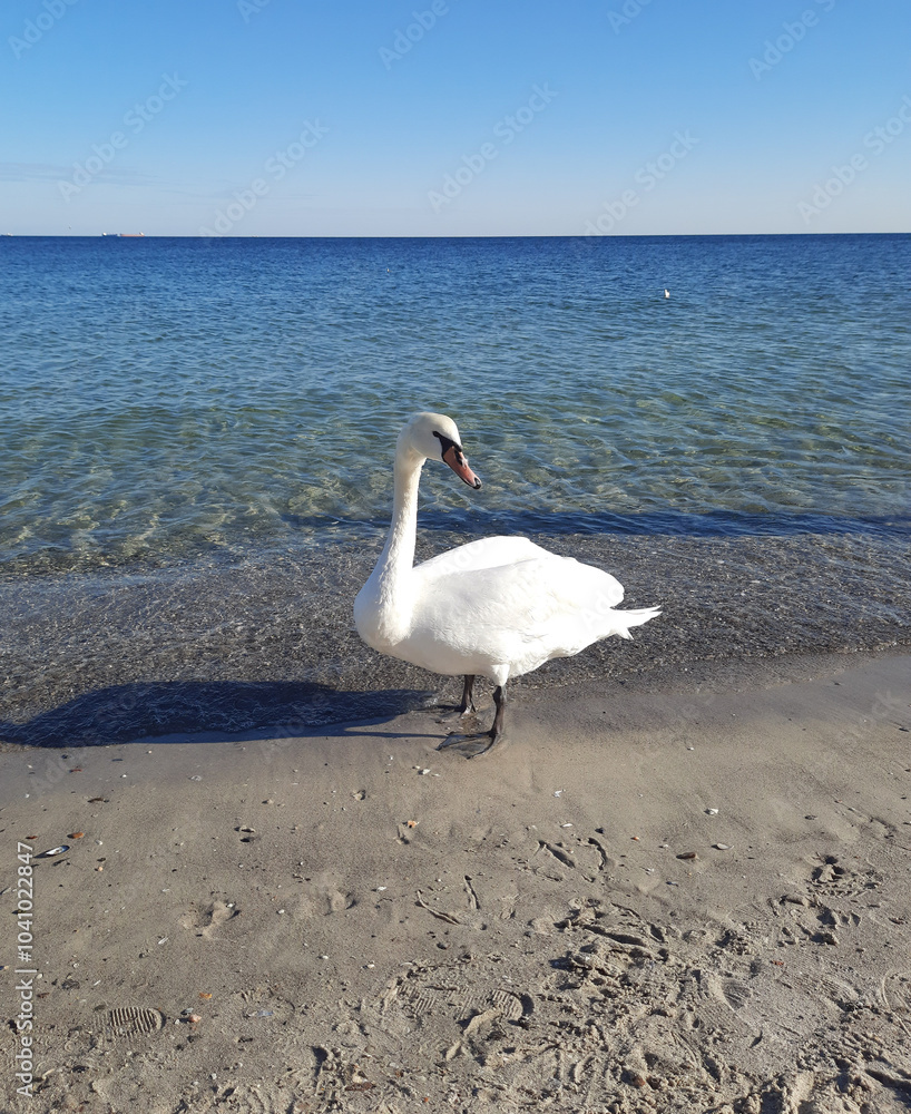 beautiful white swan on the beach by the sea beautiful white swan on the beach by the sea
