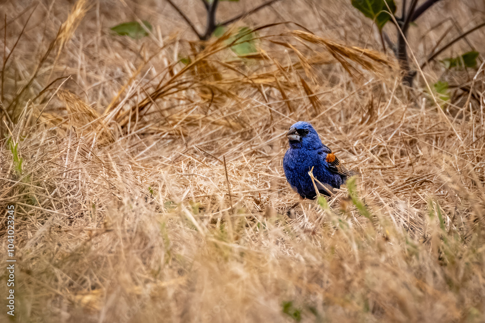 Fototapeta premium A blue bird with a yellow and brown background