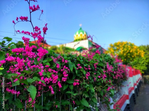 Small pink ivy flowers Scientific name Antigonon leptopus Hooks, arranged into beautiful flower arrangements that creep up walls or fences in the yard