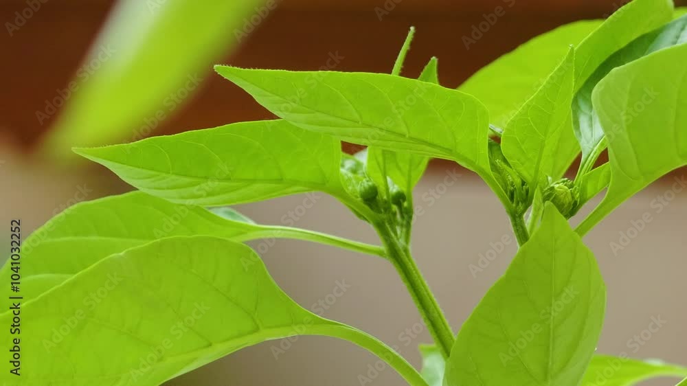 Green leaves up-close Chilli plant up close plant vegetable growing indoor Green leaves up-close Chilli plant up close plant vegetable growing indoor