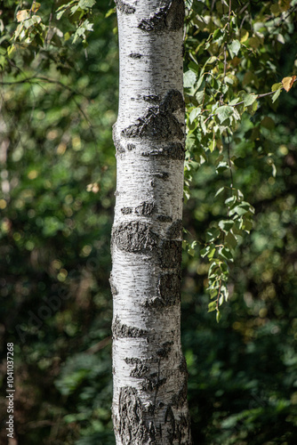 A tall birch tree with a lot of bark and a few leaves