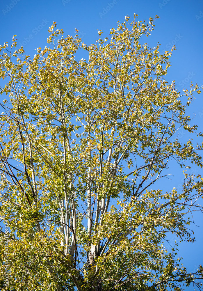 A tree with green leaves is standing tall in a clear blue sky A tree with green leaves is standing tall in a clear blue sky