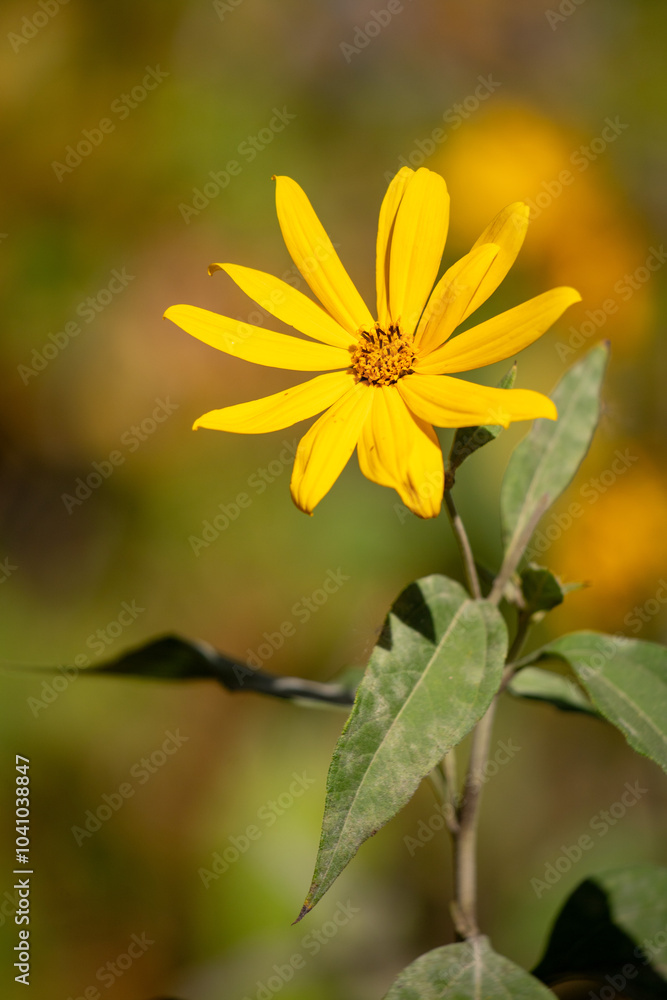 A yellow flower with a brown stem A yellow flower with a brown stem