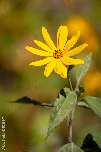 A yellow flower with a brown stem