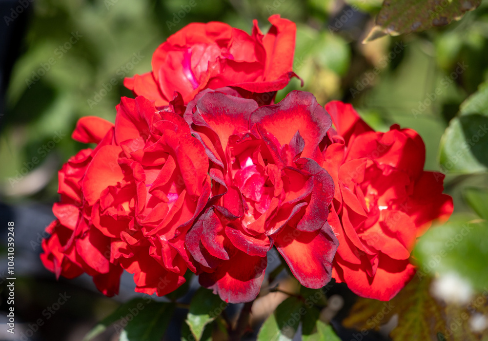 A bunch of red roses with a few brown spots A bunch of red roses with a few brown spots