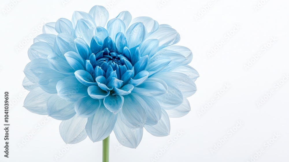 Obraz premium Close-up of a stunning blue Dahlia in full bloom, isolated against a white background, soft gradients of blue on the delicate petals, crisp and clean