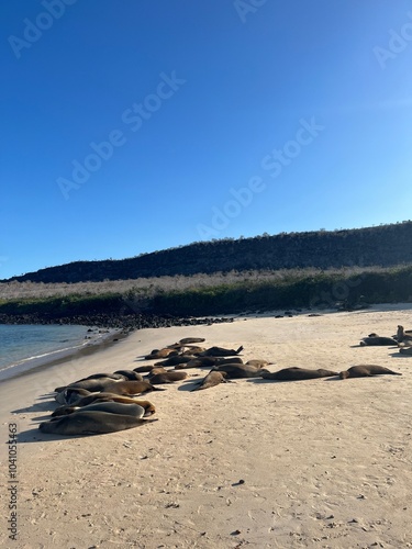 Sea lions at rest