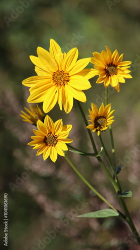 Campelles, flores amarillas en Campelles, fondo de pantalla de móvil, fondo de escritorio