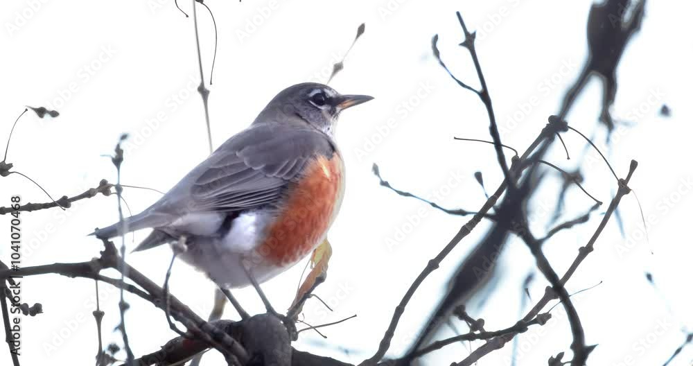 A close-up of an American Robin perched on bare branches, captured mid-movement as it poops, highlighting its striking orange chest and grey plumage against a bright sky. A close-up of an American Robin perched on bare branches, captured mid-movement as it poops, highlighting its striking orange chest and grey plumage against a bright sky.