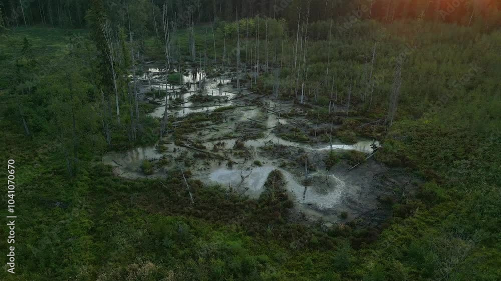 Sunlight falling on forested wetland, swamps fallen trees, Masuria region, Drone shot Sunlight falling on forested wetland, swamps fallen trees, Masuria region, Drone shot