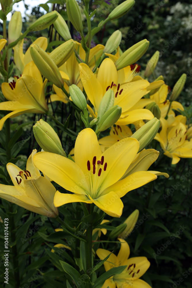 Obraz premium blooming yellow lilies in a summer evening garden