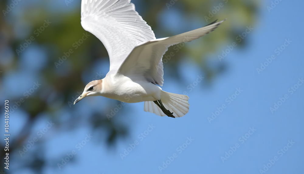A white bird with red feet flies in the sky A white bird with red feet flies in the sky
