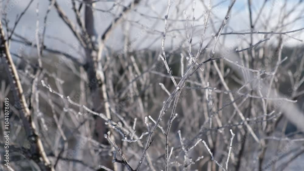 Branches tree ice. Beautiful natural winter background. Snow-covered bushes sparkle in the bright rays of the sun. The concept of winter mood traveling to nature. Severe frosts and snowfalls in winter Branches tree ice. Beautiful natural winter background. Snow-covered bushes sparkle in the bright rays of the sun. The concept of winter mood traveling to nature. Severe frosts and snowfalls in winter